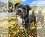 Small Photo #3 Australian Shepherd-Collie Mix Puppy For Sale in Gloversville, NY, USA