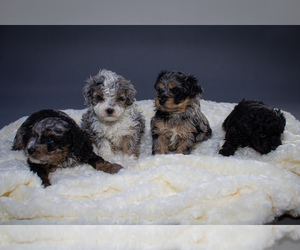 Aussiedoodle Puppy for sale in PORTAGE, MI, USA