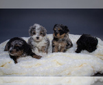 Small Photo #1 Aussiedoodle Puppy For Sale in PORTAGE, MI, USA
