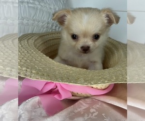 Chihuahua Puppy for sale in CHARLOTTE, NC, USA
