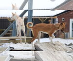 Small #33 Saluki-Whippet Mix