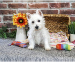 Ophelia - Female Schnauzer (Miniature) Puppy for Sale - Photo #3