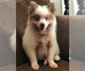 Pomeranian Puppy for sale in SALLISAW, OK, USA