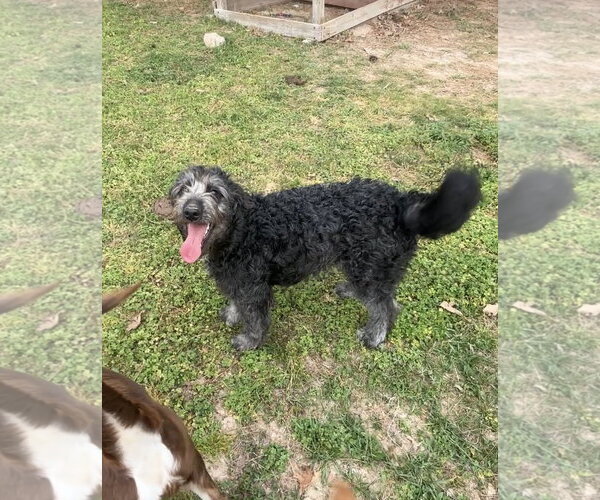 Medium Photo #2 Labrador Retriever Puppy For Sale in Harrison, AR, USA