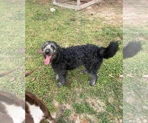 Irish Wolfhound-Poodle (Standard) Mix Dogs for adoption in Harrison, AR, USA