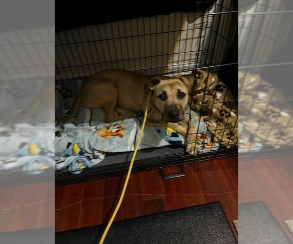 Medium Photo #6 Mutt Puppy For Sale in Caldwell, NJ, USA