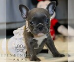 Small #3 French Bulldog
