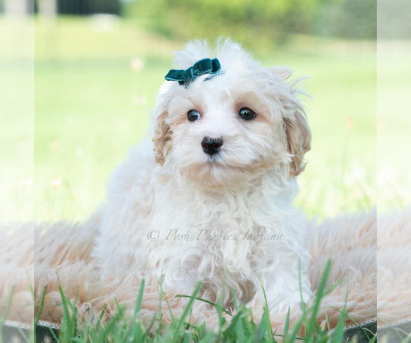 Medium Photo #67 Maltipoo (Miniature) Puppy For Sale in WARSAW, IN, USA
