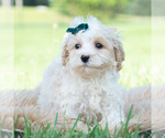 Small Photo #67 Maltipoo (Miniature) Puppy For Sale in WARSAW, IN, USA