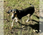 Small Coonhound