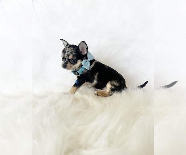 Medium Photo #3 Chihuahua Puppy For Sale in SACRAMENTO, CA, USA