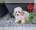 Small Maltese-Maltipoo Mix