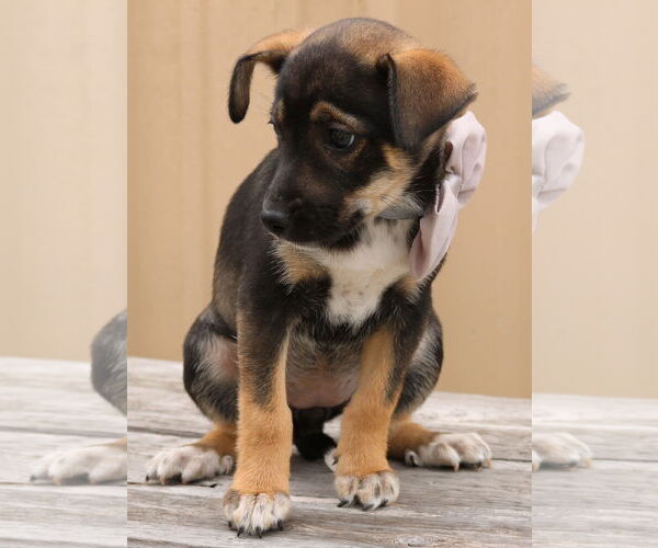 Medium Photo #2 Chihuahua-Unknown Mix Puppy For Sale in Bandera, TX, USA