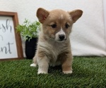 Small #7 Pembroke Welsh Corgi