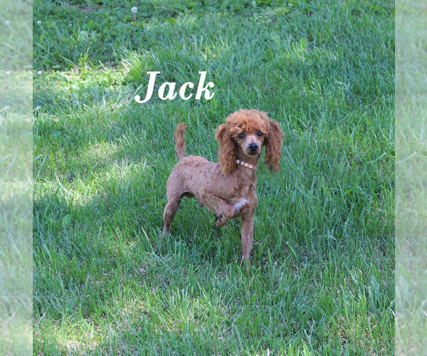 Medium Photo #1 Poodle (Toy) Puppy For Sale in CHANUTE, KS, USA