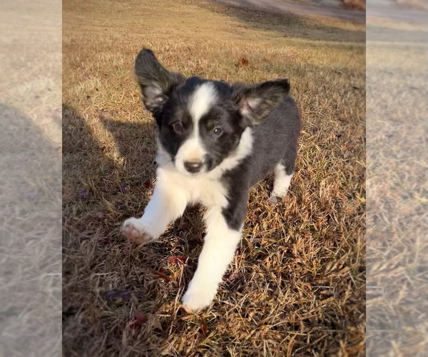 Medium Photo #22 Border Collie-Papillon Mix Puppy For Sale in CULPEPER, VA, USA