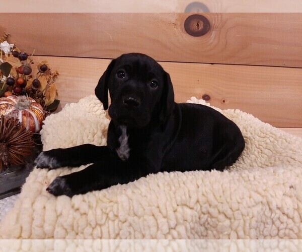 Medium Photo #5 German Shorthaired Pointer Puppy For Sale in GAFFNEY, SC, USA