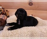 Small Photo #5 German Shorthaired Pointer Puppy For Sale in GAFFNEY, SC, USA