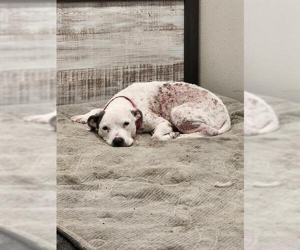 Medium Photo #1 American Staffordshire Terrier-Unknown Mix Puppy For Sale in San Antonio, TX, USA