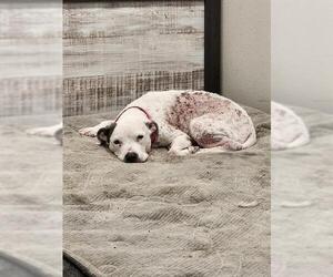 American Staffordshire Terrier-Unknown Mix Dogs for adoption in San Antonio, TX, USA