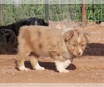 Small #1 Miniature Australian Shepherd