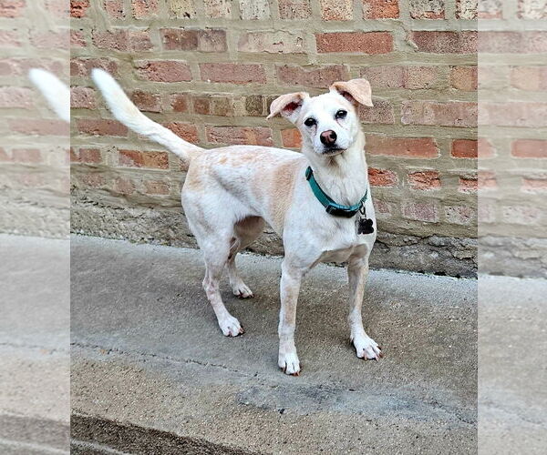 Medium Photo #5 Jack-A-Bee Puppy For Sale in Chicago, IL, USA