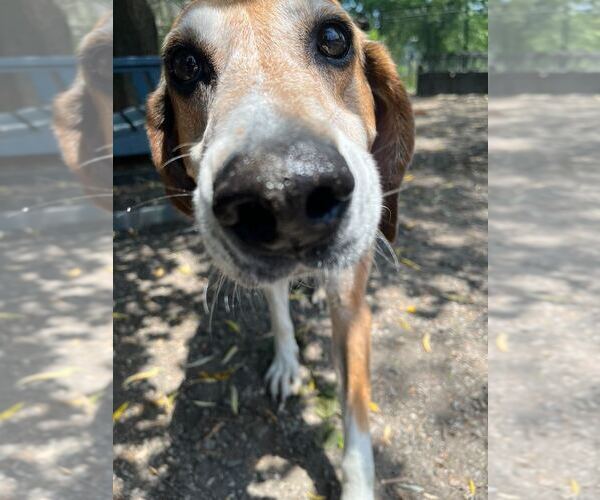 Medium Photo #4 Coonhound-Unknown Mix Puppy For Sale in Elmsford, NY, USA