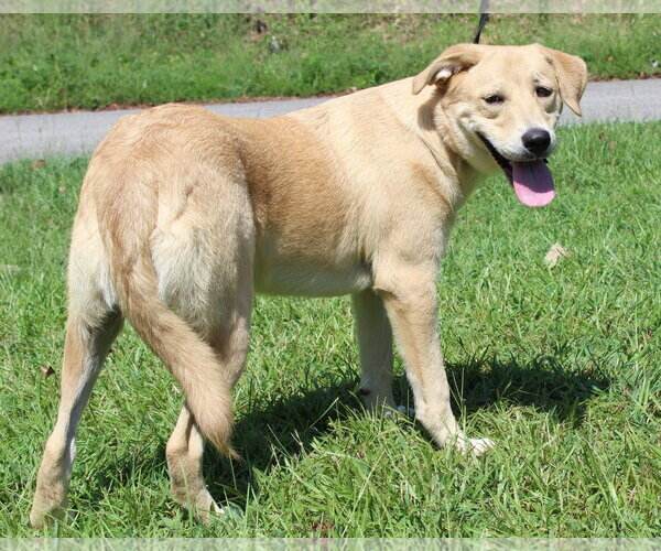 Medium Photo #2 Mutt Puppy For Sale in Prattville, AL, USA