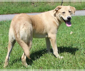 Coley 44306 - Female Mutt Dog for Adoption - Photo #2