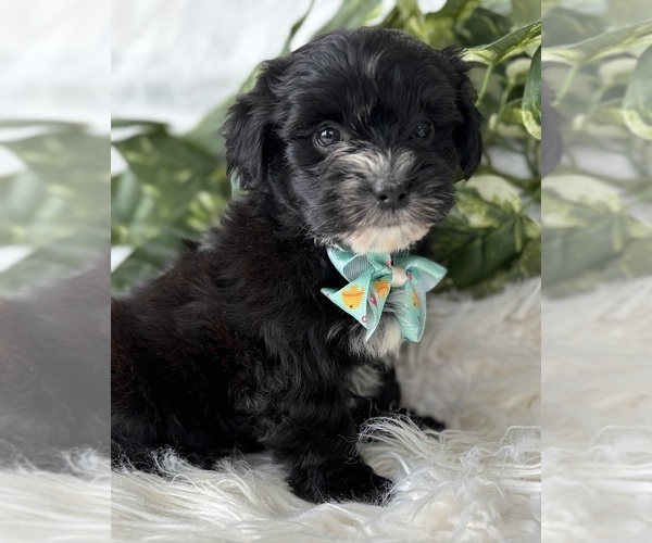 Medium Photo #5 Morkie Puppy For Sale in ROCK STREAM, NY, USA