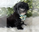 Small #4 Morkie
