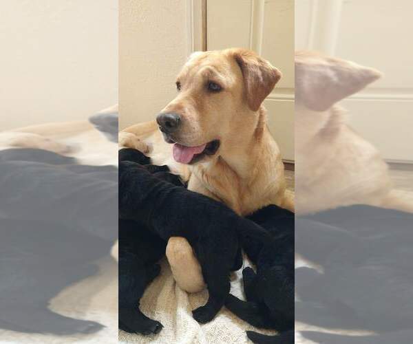 Medium Photo #1 Labrador Retriever Puppy For Sale in PHELAN, CA, USA