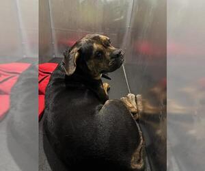 Bulldog-Unknown Mix Dogs for adoption in San Antonio, TX, USA