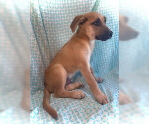 Camryn - Male Mutt Dog for Adoption - Photo #8