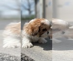 Small #3 Shih Tzu