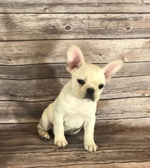 French Bulldog Puppy for sale in MADISONVILLE, LA, USA