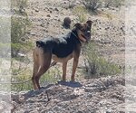 Small Photo #10 Rottweiler-Unknown Mix Puppy For Sale in phoenix, AZ, USA