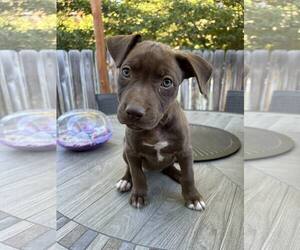 American Pit Bull Terrier-Labrador Retriever Mix Dogs for adoption in MIDWAY, UT, USA