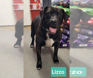 Labrador Retriever-Unknown Mix Dogs for adoption in Richmond, IN, USA