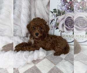 Royce - Male Goldendoodle (Miniature) Puppy for Sale