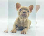 Small Photo #2 French Bulldog Puppy For Sale in CROFTON, MD, USA