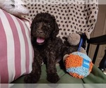Small Photo #9 Australian Labradoodle Puppy For Sale in W FIELD, NC, USA