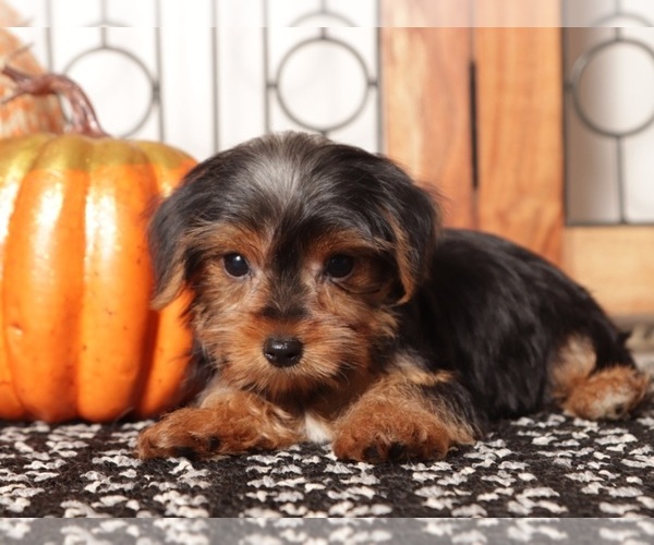 Medium Photo #4 Yorkshire Terrier Puppy For Sale in NAPLES, FL, USA