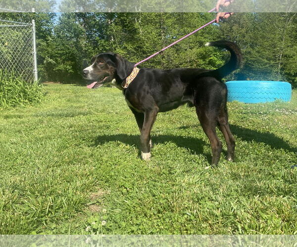 Medium Photo #2 Mutt Puppy For Sale in Sparta, TN, USA