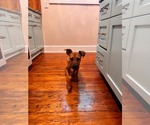 Small #1 Mutt