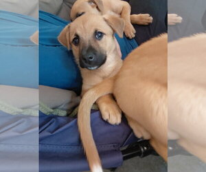 Boxer-Unknown Mix Dogs for adoption in Holly Springs, NC, USA