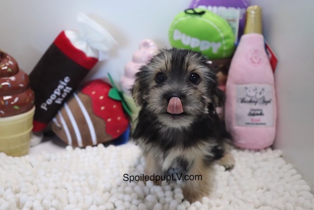 Medium Photo #2 Morkie Puppy For Sale in LAS VEGAS, NV, USA