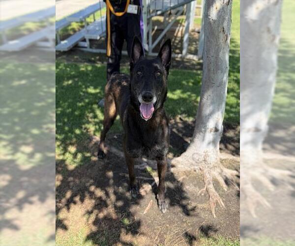 Medium Photo #1 Mutt Puppy For Sale in Riverside, CA, USA