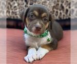 Small #2 Mutt