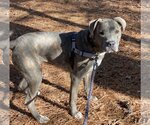 Small Photo #10 American Pit Bull Terrier Puppy For Sale in Virginia Beach, VA, USA